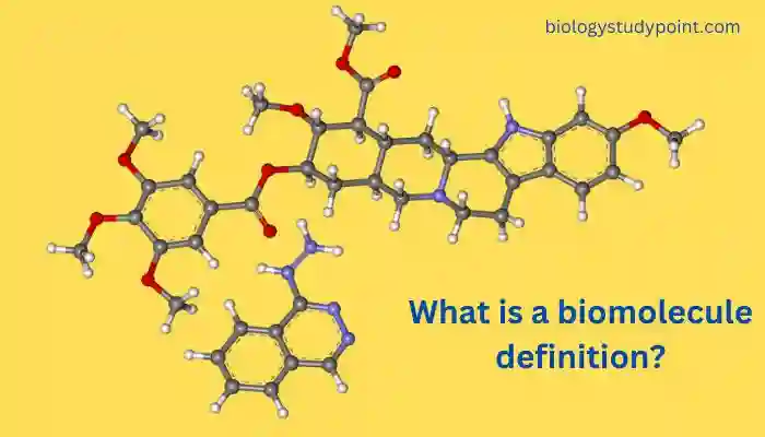 What is a biomolecule definition?